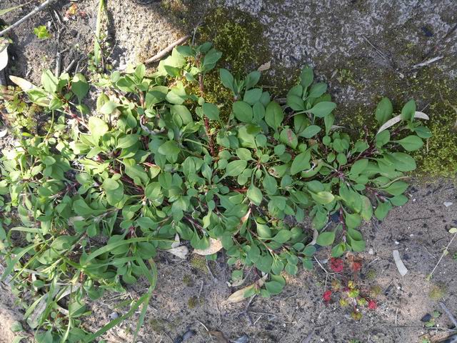 Polygonum aviculare?  No,...aspettiami i fiori